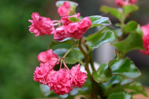 B. ‘Pink Camellia’